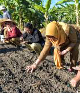 Pemkot Surabaya Gelar Penanaman Cabai dan Bawang Merah di (BTKD) Bekas Tanah Kas Desa Balas Klumprik